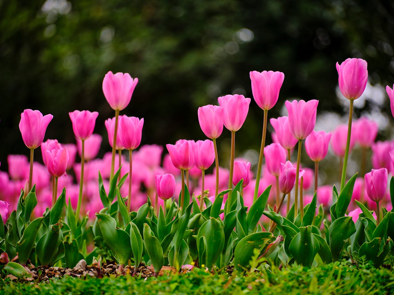A captivating close-up of pink tulips in full bloom during springtime.