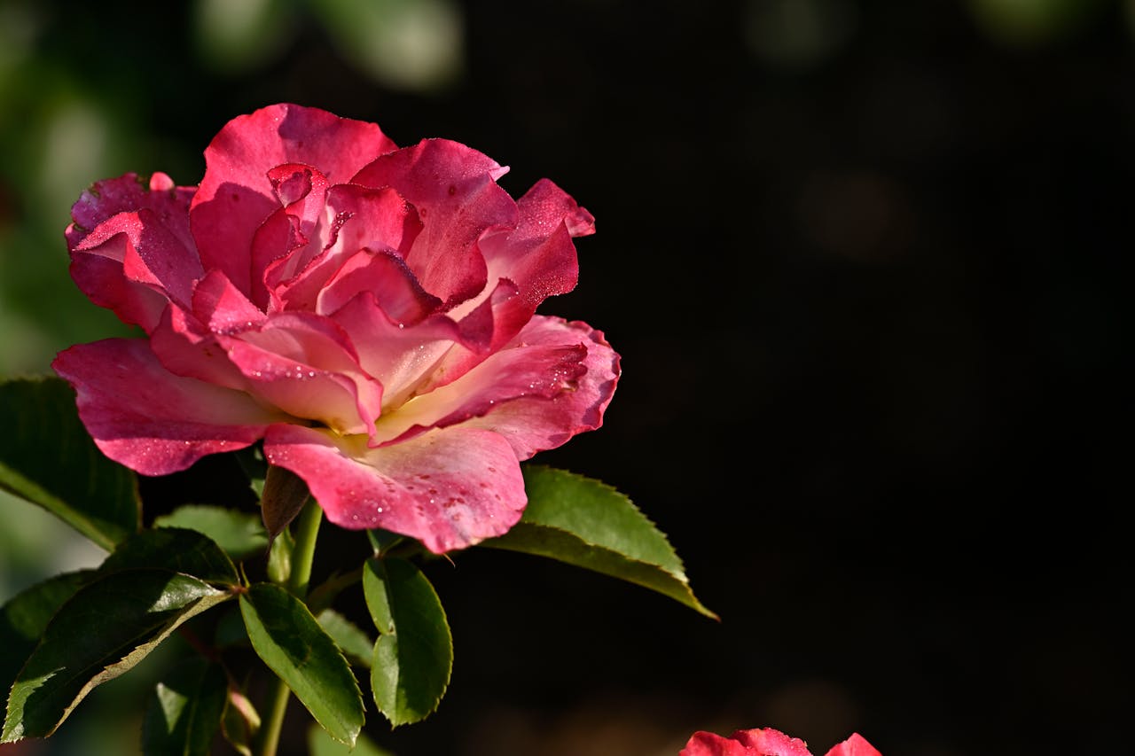 Close-up of a blooming pink rose with dew drops, captured outdoors in bright sunlight.