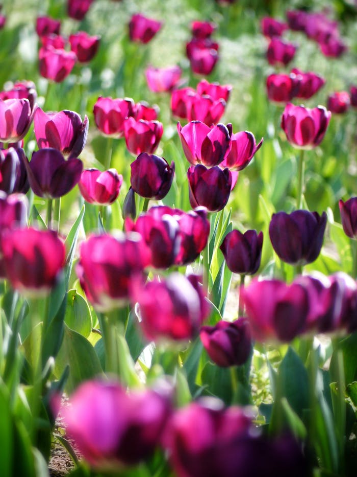 A vibrant field of purple tulips blooming in a sunlit garden, captured during spring.